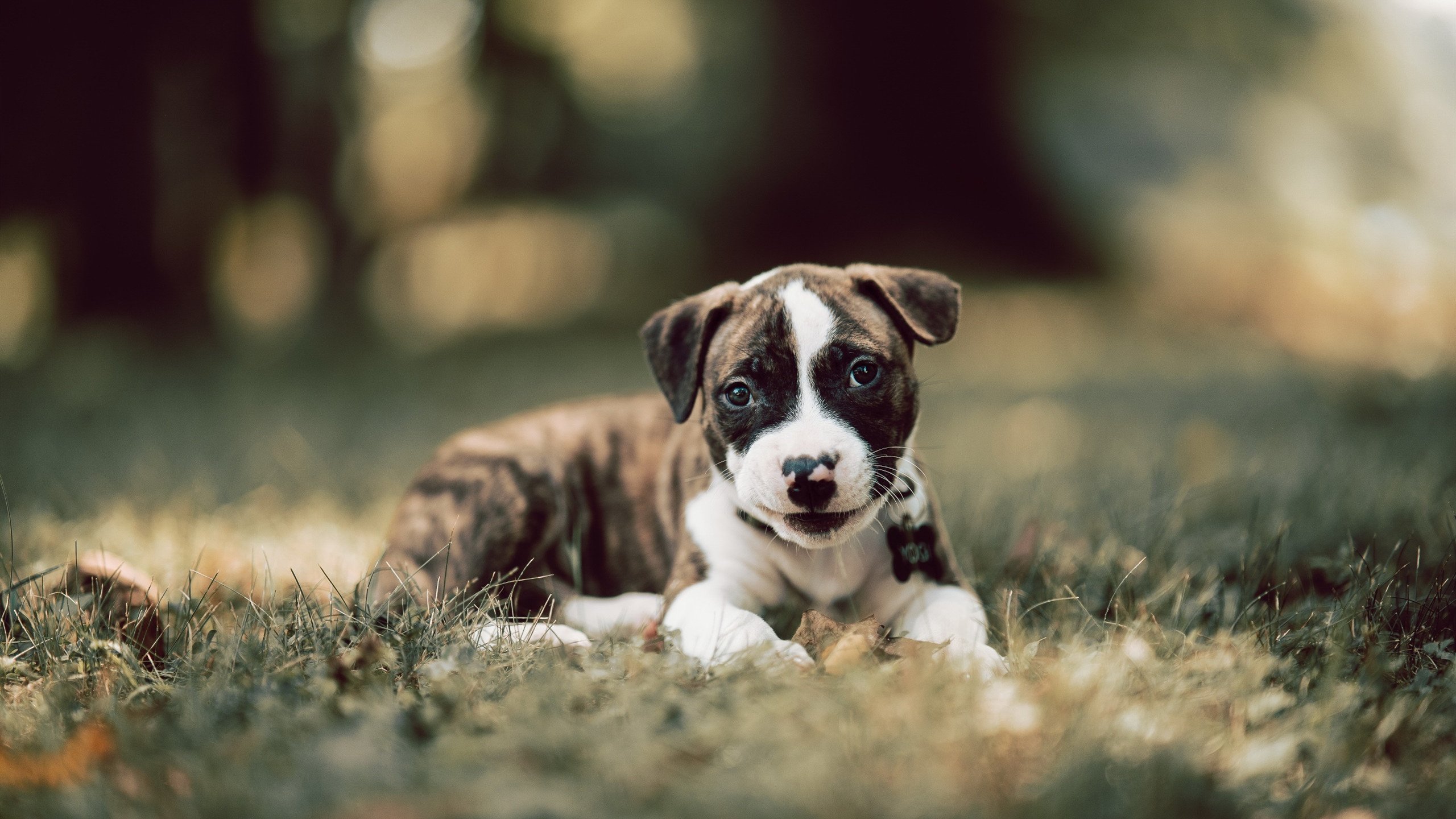 拉梅洛爆发引领浙江队巅峰对决，力克山西队展现实力