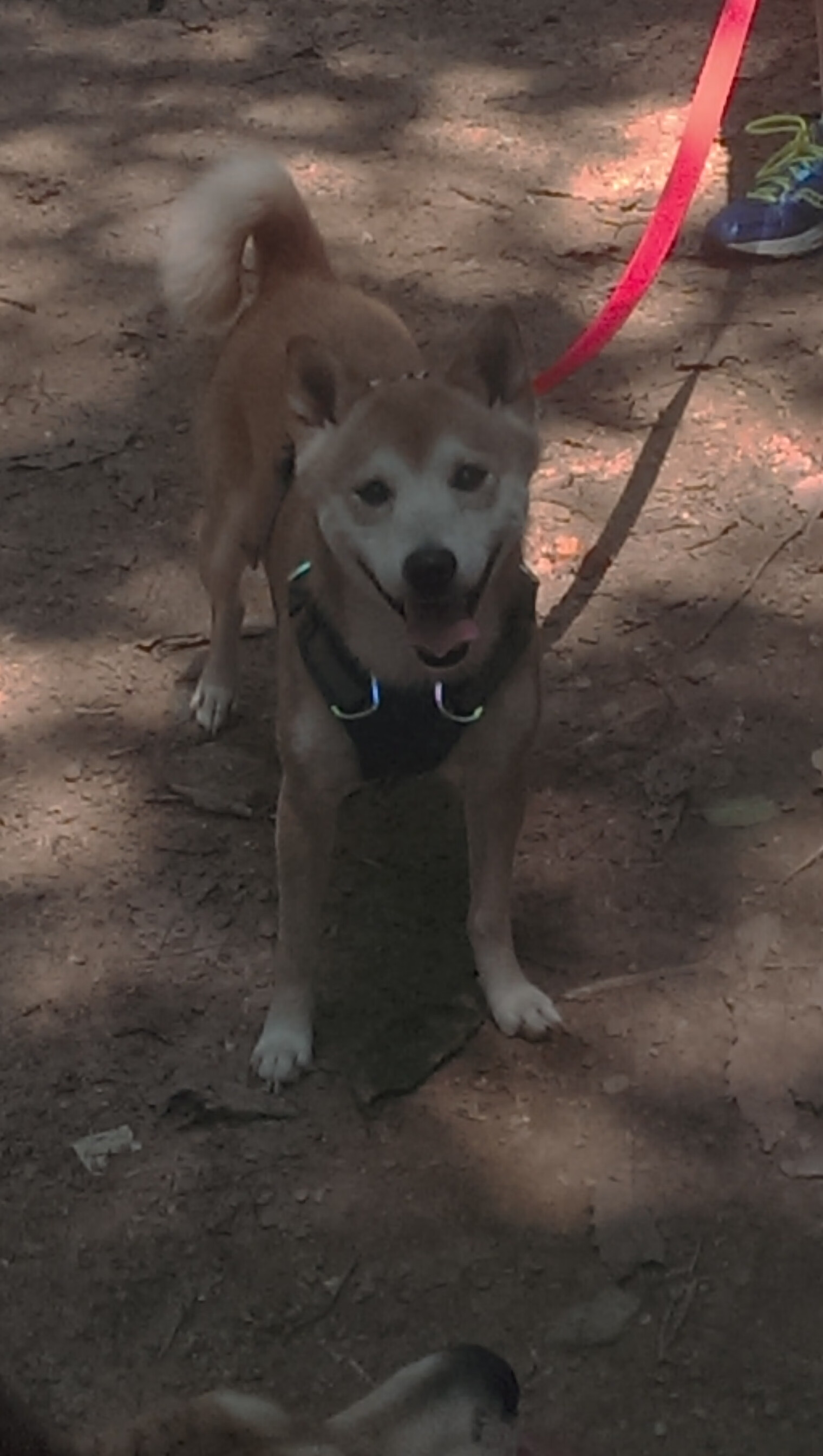 波兰逆转尼斯,德布劳内稳定输出,诠释现代足球的关键先生哲学